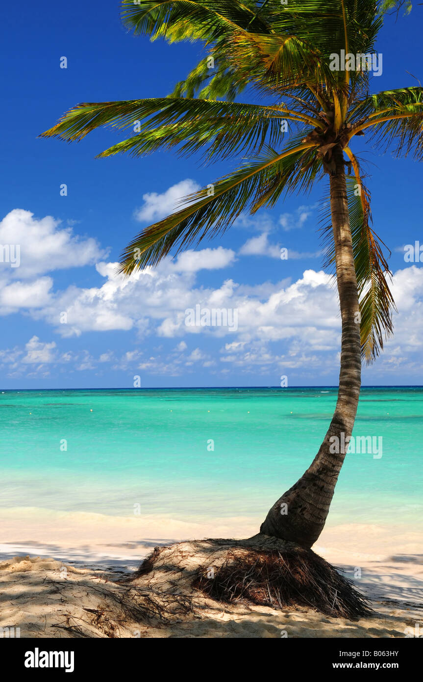 Spiaggia di sabbia di un'isola tropicale con Palm tree Foto Stock