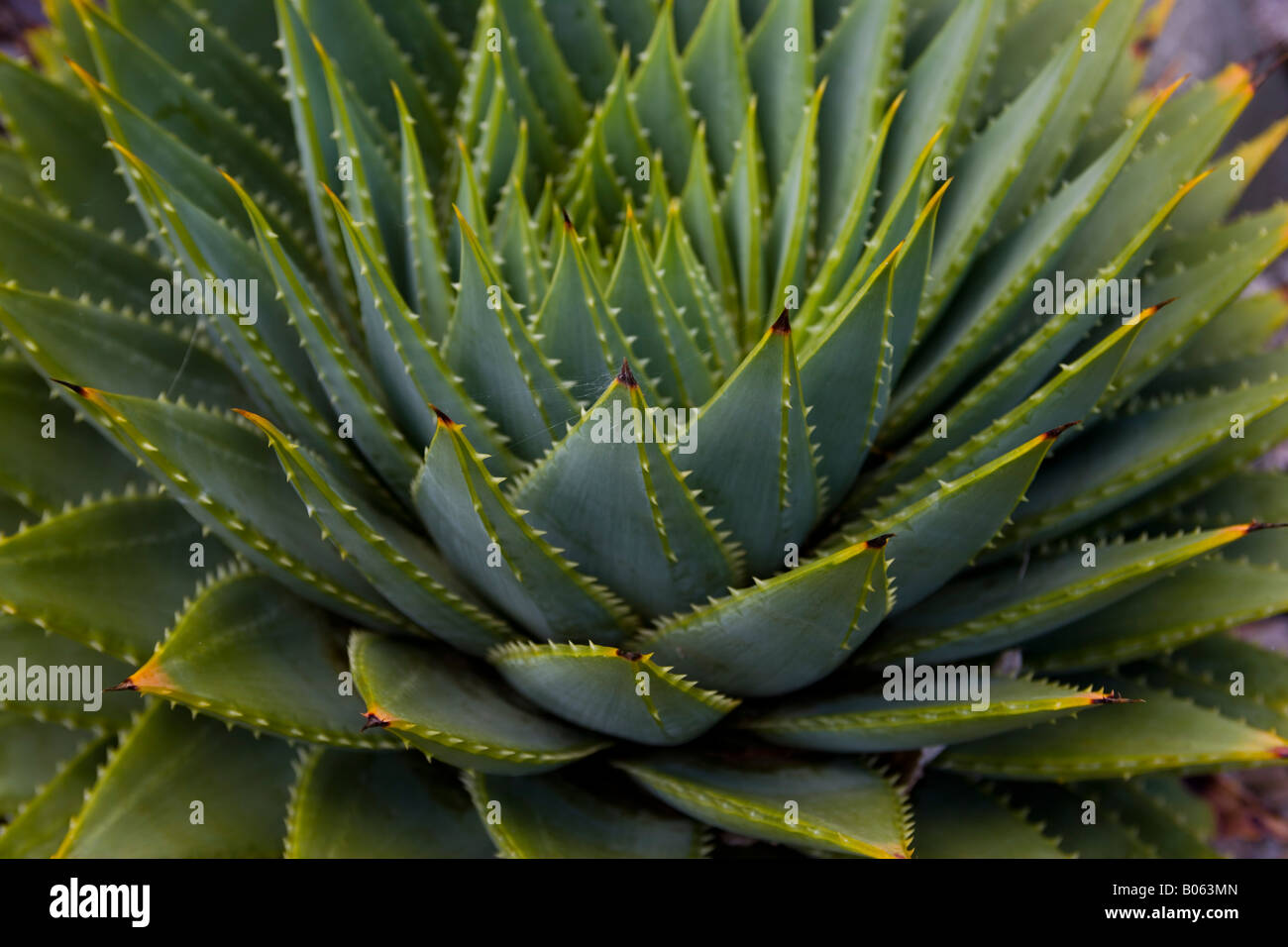 Succuluent aloe Foto Stock