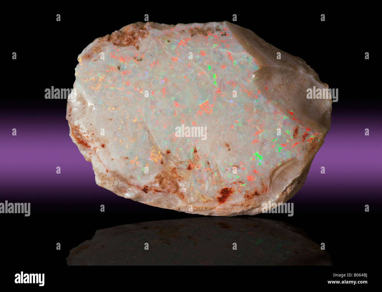 Varietà di opale prezioso sostituzione di combustibili clam Lightning Ridge Nuovo Galles del Sud Australia Foto Stock