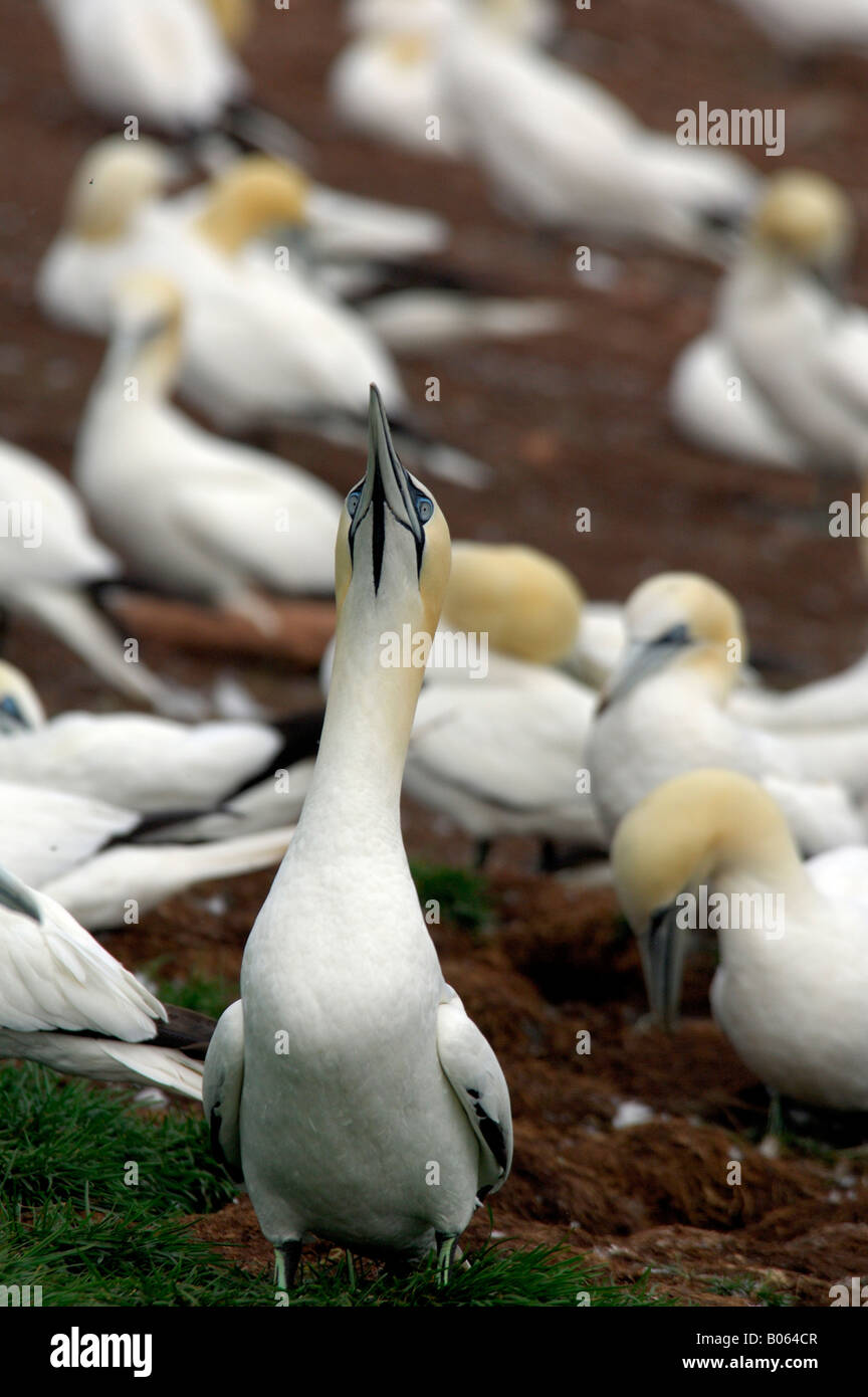 Canada Quebec, Perce. Bonaventura Parco Nazionale più grande del mondo di Northern Gannet colonia. Foto Stock