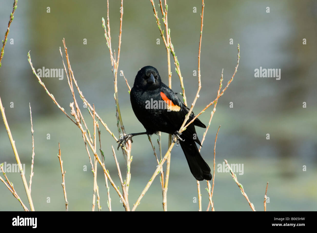 Rosso-winged Blackbird seduta sul ramo presso il lago in Morton Arboretum (IL) Foto Stock