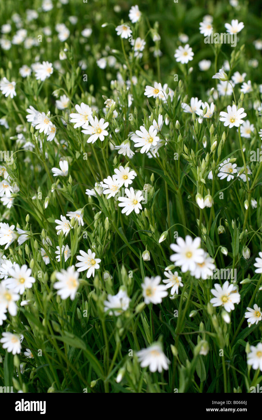 Maggiore STITCHWORT STELLARIA HOLOSTEA fine aprile in un giardino DEVON Foto Stock