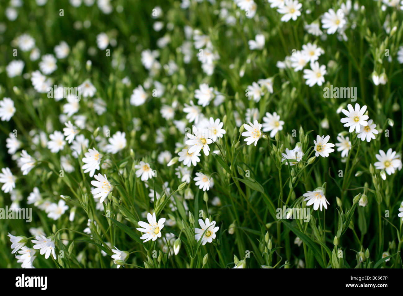 Maggiore STITCHWORT STELLARIA HOLOSTEA fine aprile in un giardino DEVON Foto Stock