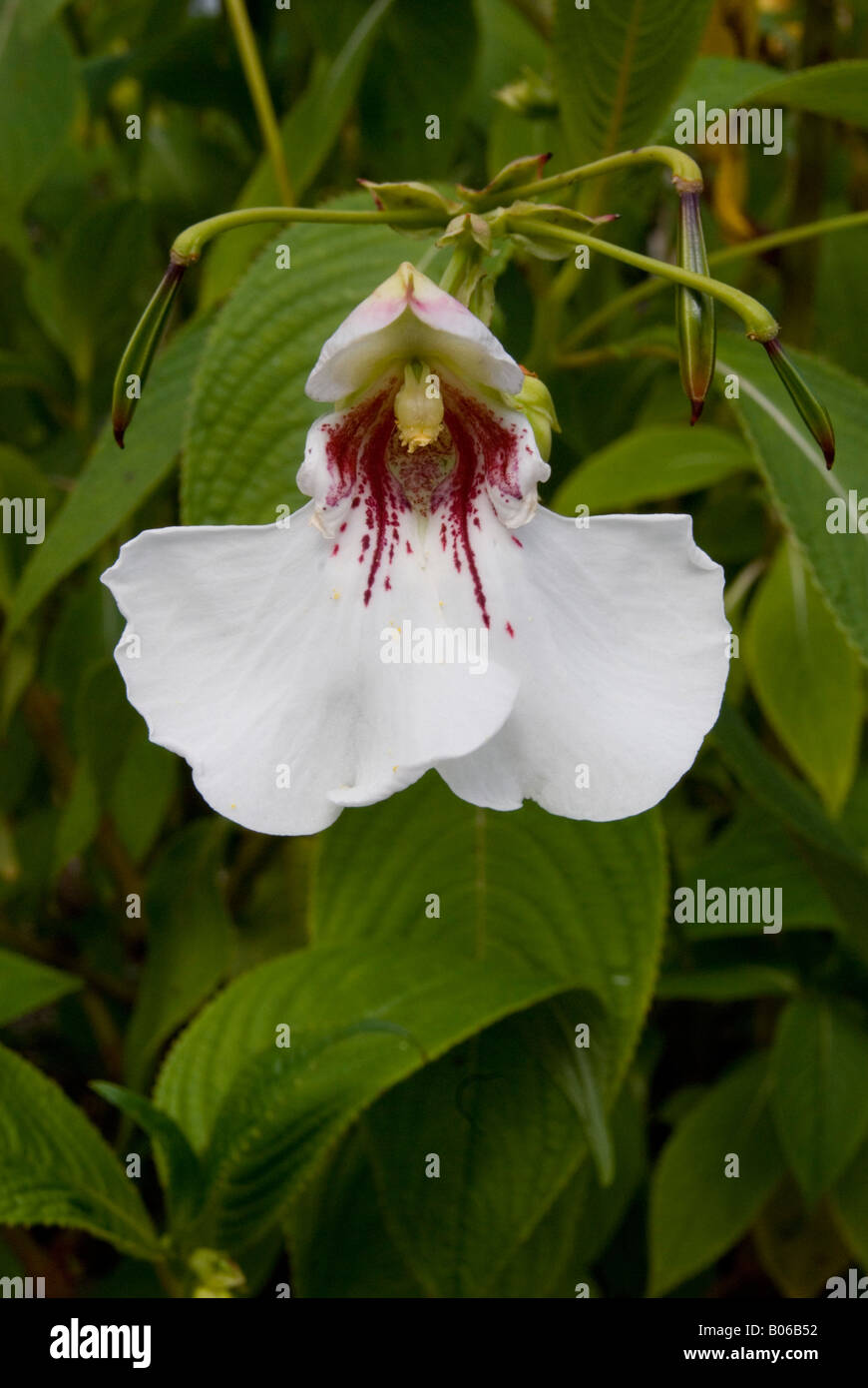 IMPATIENS TINCTORIA, balsamo Foto Stock