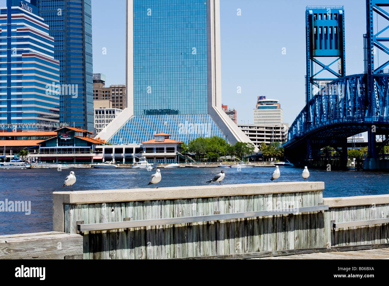 Fila di 5 gabbiani su una parete in legno con una città e il ponte blu nella parte posteriore dal fiume a Jacksonville in Florida Foto Stock