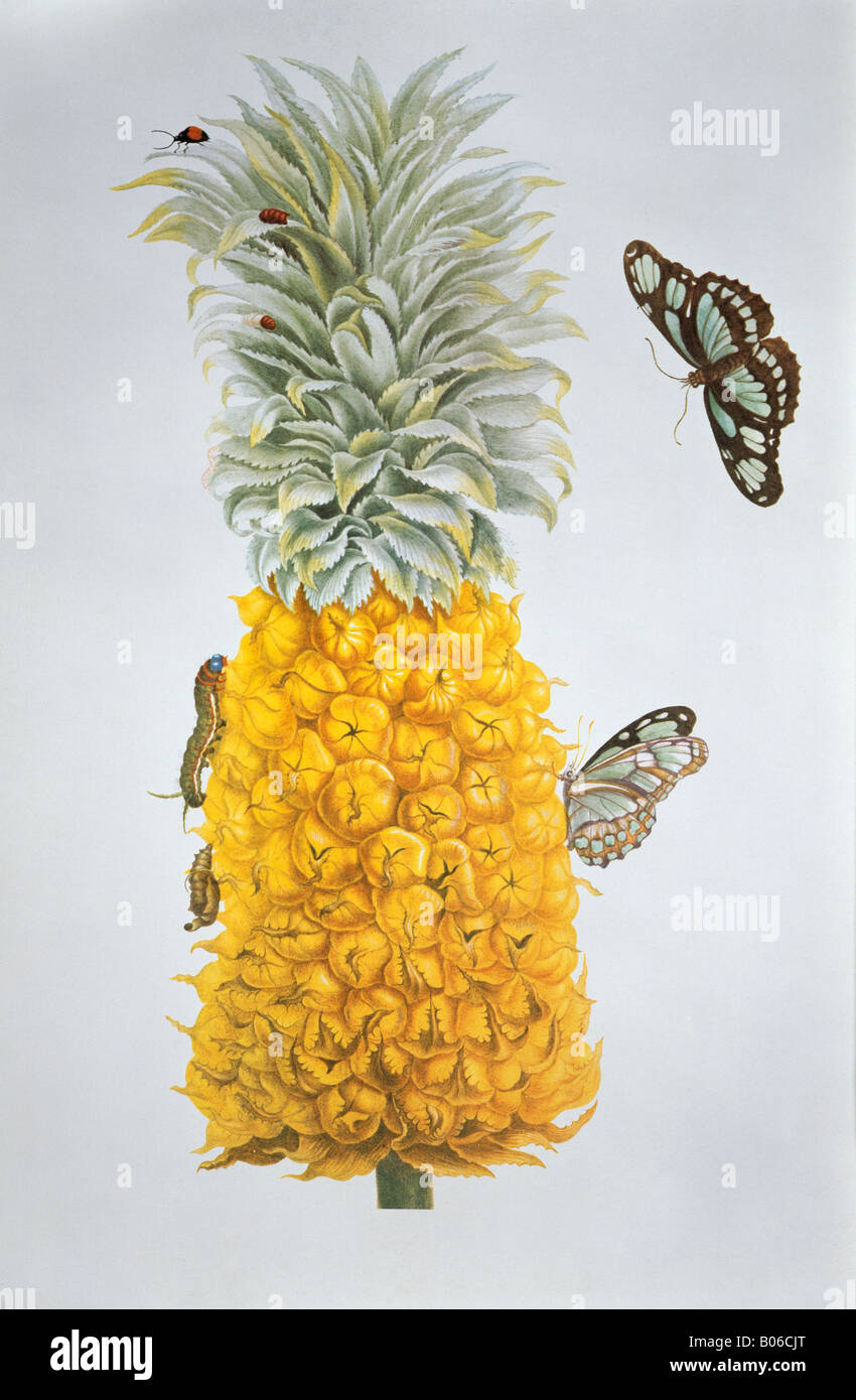 Ananas comosus (ananas) & Philaethria dido Foto Stock