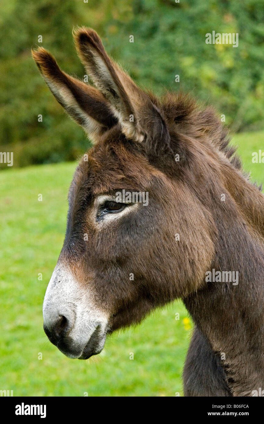 Asino domestico (Equus asinus), ritratto Foto Stock