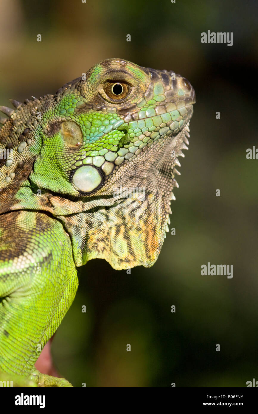 Belize, San Iguacio, iguana verde Foto Stock