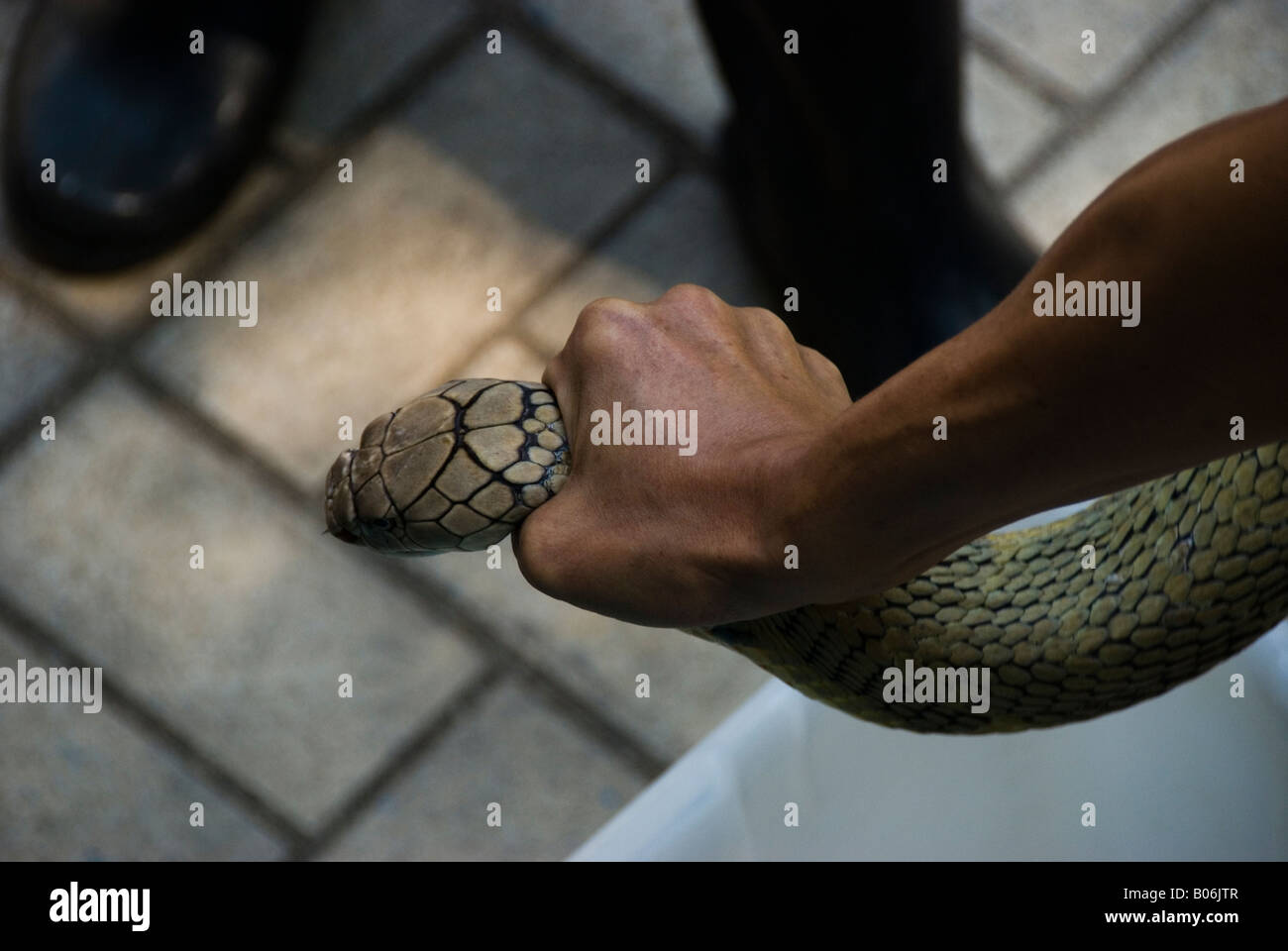 Un adulto re Cobra è manipolato in un è in procinto di essere posto in un contenitore. Foto Stock