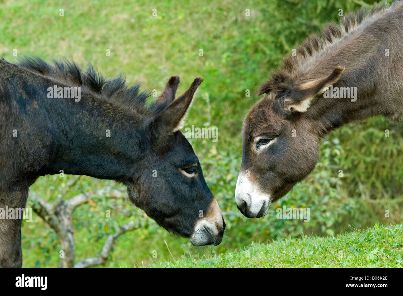Asino domestico (Equus asinus), due individui lo sniffing in corrispondenza di ciascun altro Foto Stock