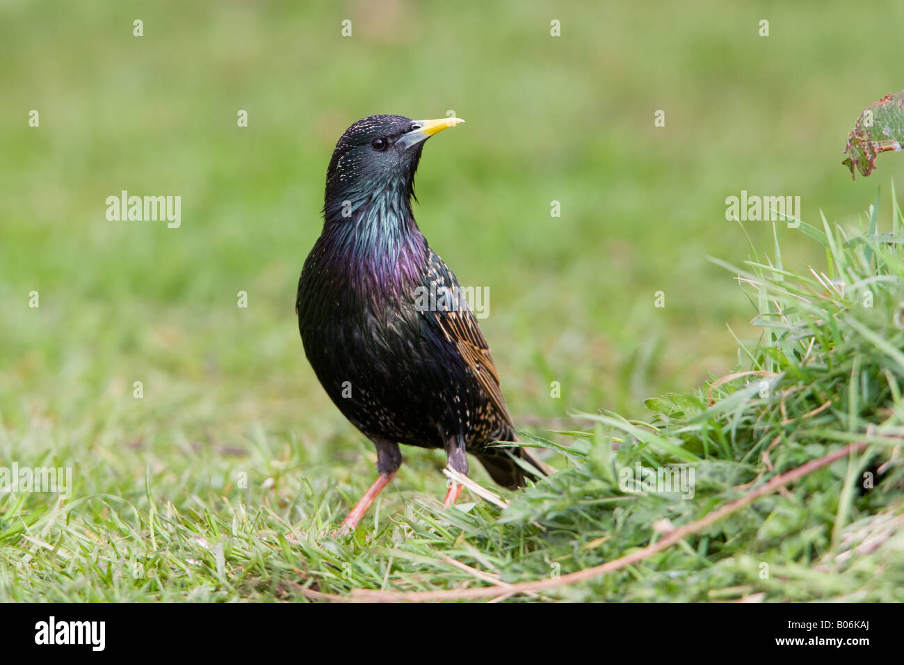 Comune di Starling Sturnus vulgaris adulto appollaiato sul terreno Foto Stock