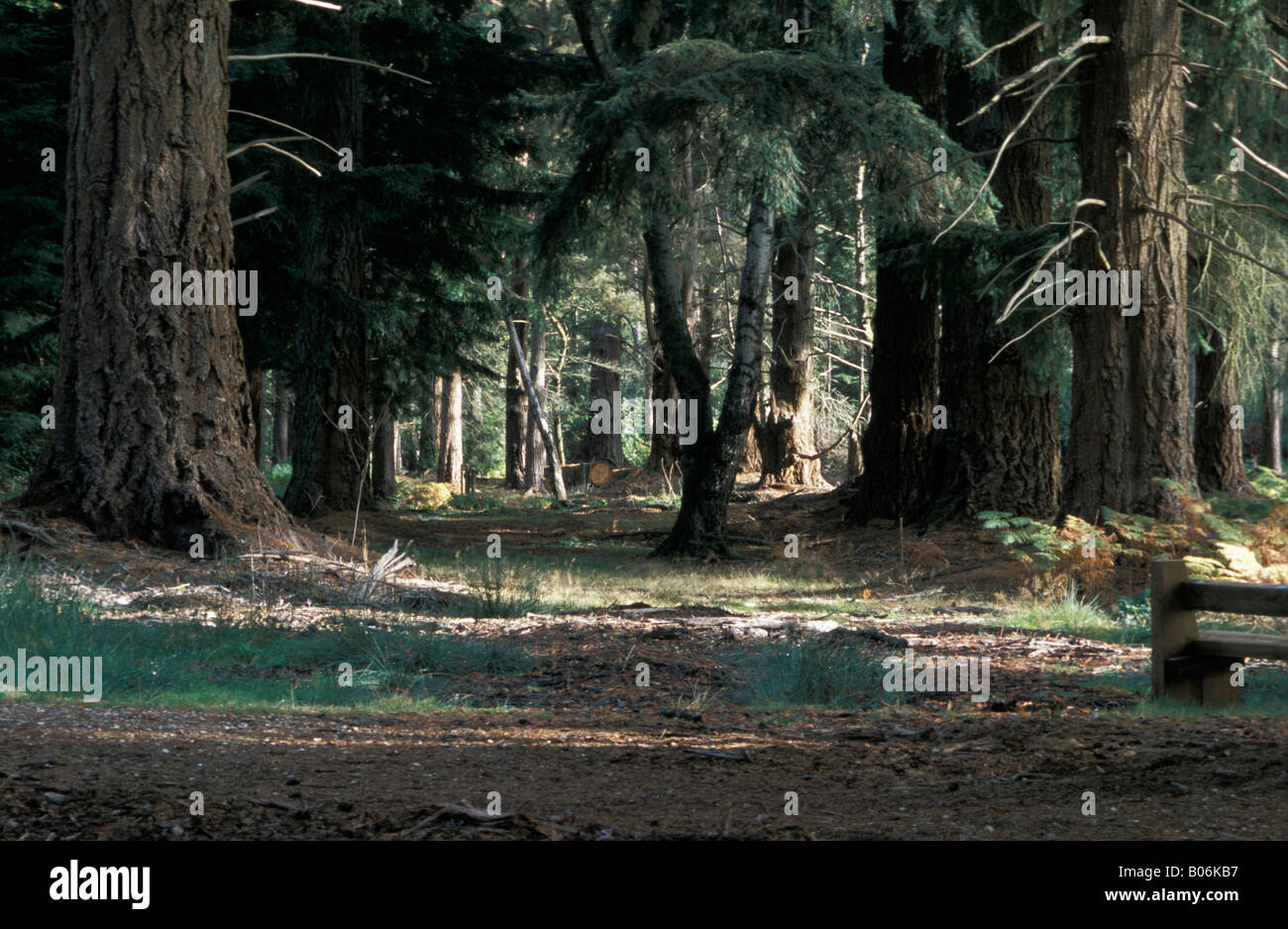 Alberi di pino Pseudotsuga menziesii a Rhinefield unità ornamentali nuova foresta Foto Stock