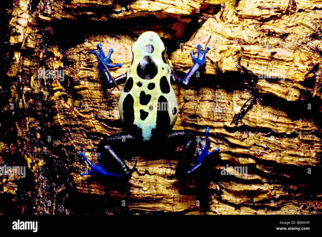 Il veleno scuro (rana Dendrobates tinctorius), Suriname cobalto, Suriname Foto Stock