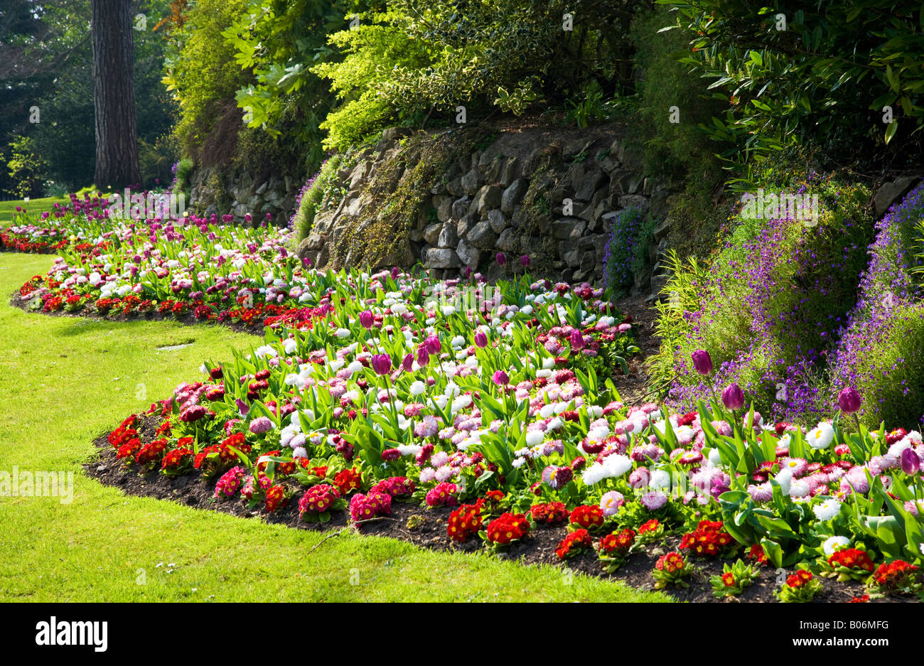 Bordo ondulato della molla tulipani e bellis perennis pratoline prese presso la cittadina di giardini, Swindon, Wiltshire, Inghilterra, Regno Unito Foto Stock