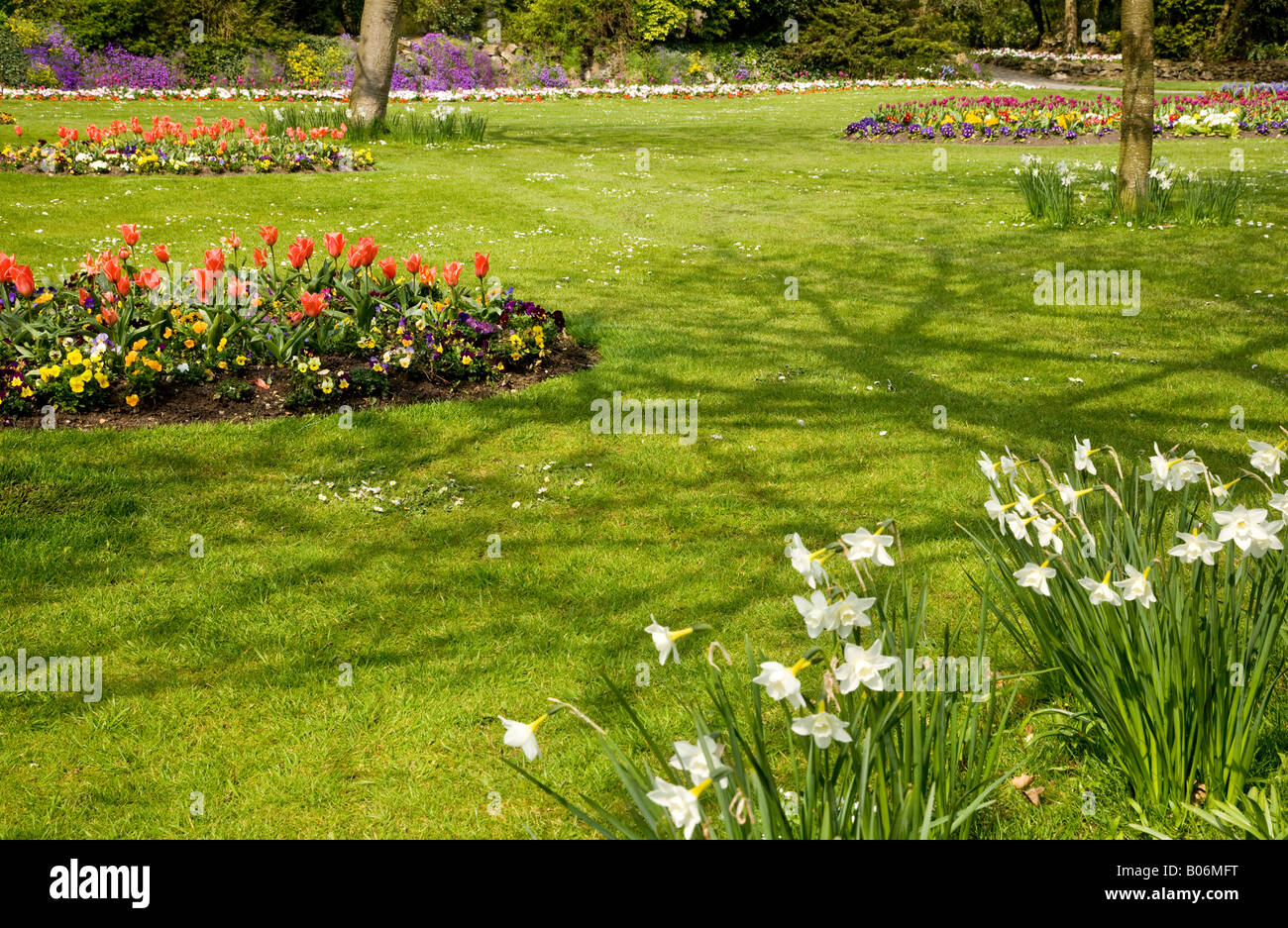 Molla di bianco di narcisi e tulipani rossi prese presso la cittadina di giardini, Swindon, Wiltshire, Inghilterra, Regno Unito Foto Stock