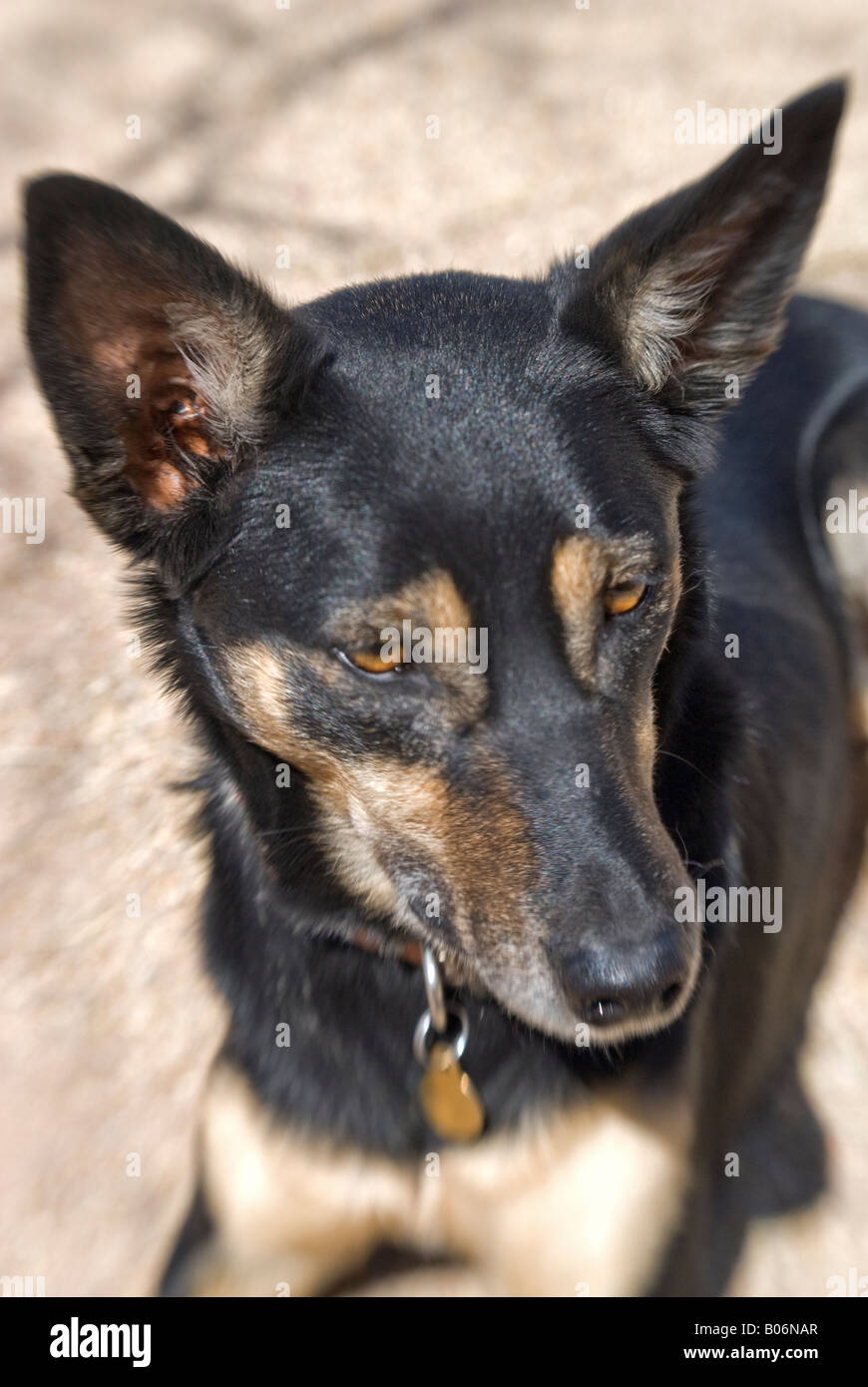 Un nero e marrone australian kelpie cane ha il suo ritratto preso, molto alert le orecchie e gli occhi Foto Stock