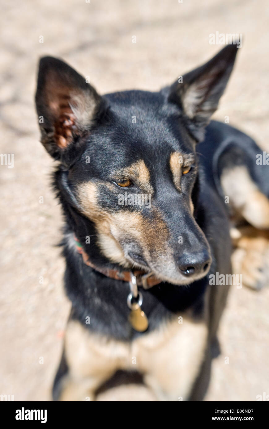 Ritratto di un avviso australian kelpie cane con nero e focato Foto Stock
