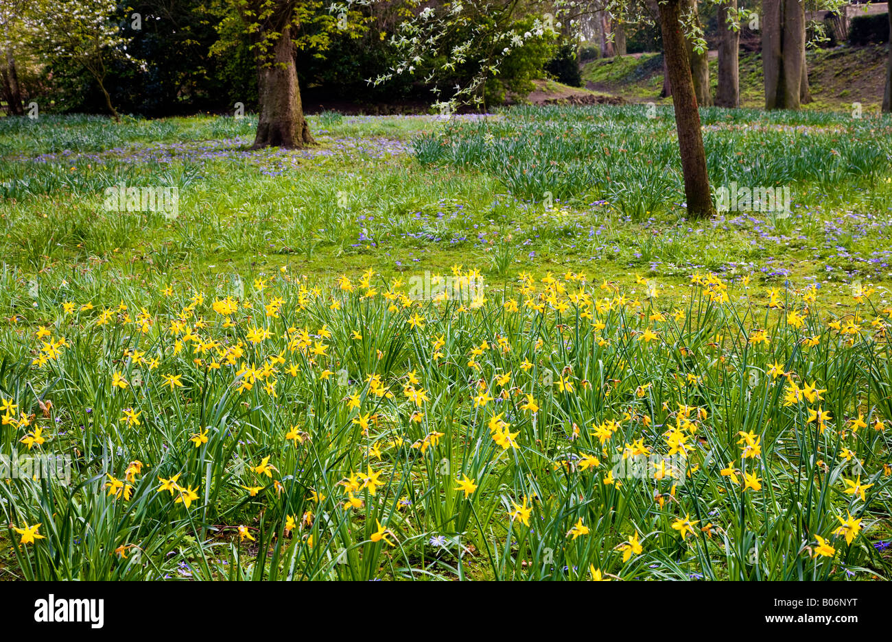 Il daffodils giallo e blu blanda anemone preso nella città dei giardini, Swindon, Wiltshire, Inghilterra, Regno Unito Foto Stock