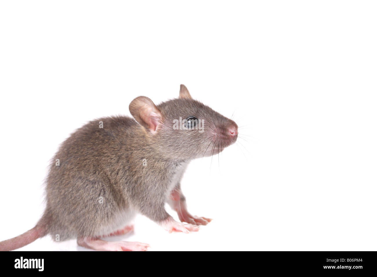 Mouse di curiosità Foto Stock