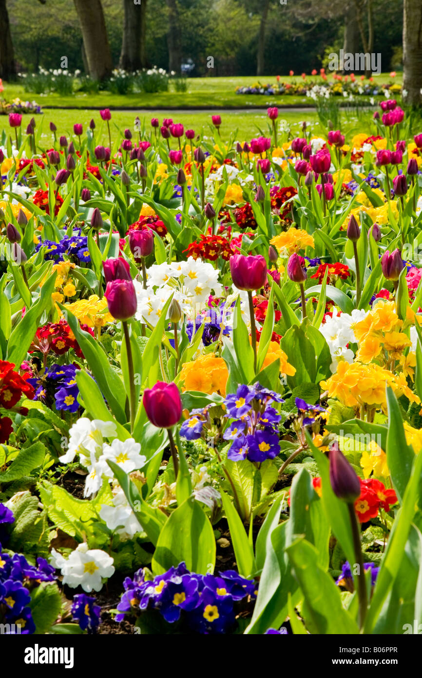 Fiori di Primavera, tulipani e primulas preso nel parco nella città dei giardini, Swindon, Wiltshire, Inghilterra, Regno Unito Foto Stock