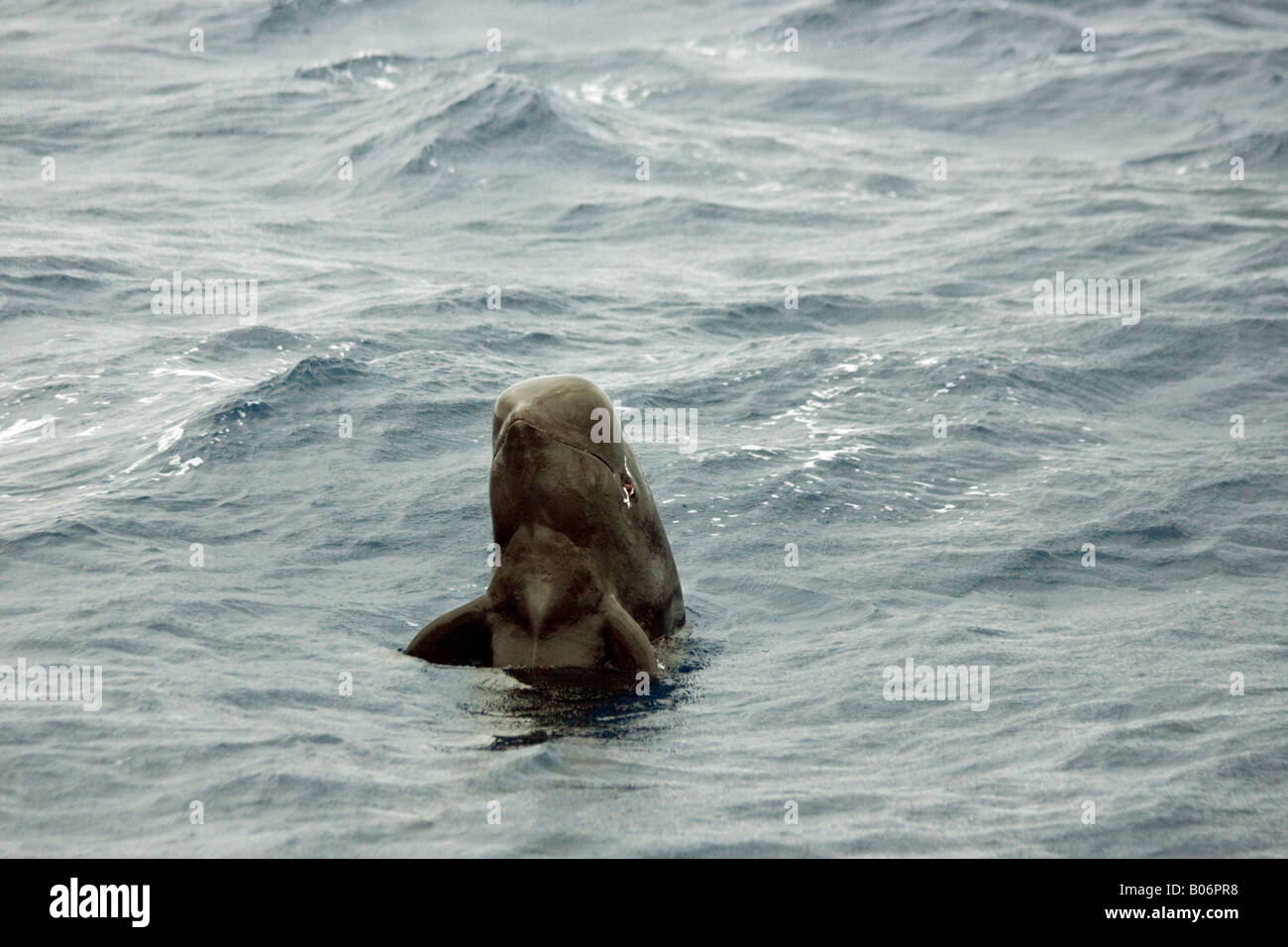 Breve alettato Balene Pilota Maldive Globicephala macrorhynchus spyhopping Foto Stock