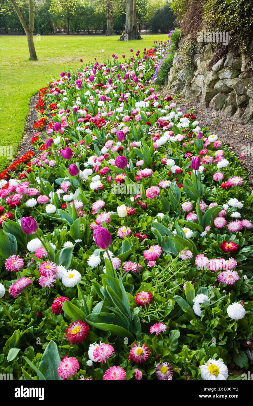 Un bordo ondulato di fiori in primavera con i tulipani, bellis perennis margherite e primulas preso nella città dei giardini, Swindon, Wiltshire Foto Stock