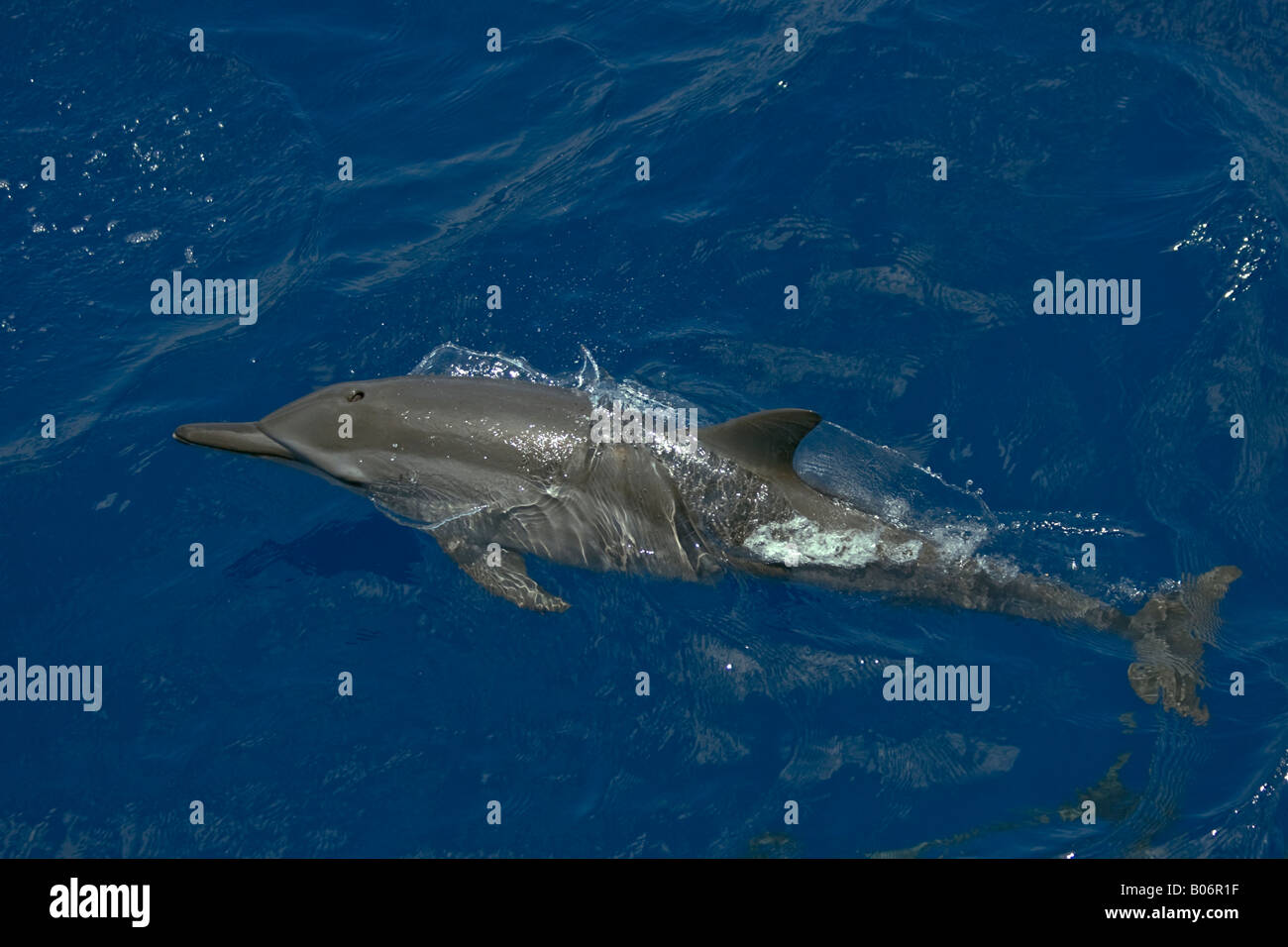 Spinner Maldive Delfini Stenella longirostris Foto Stock