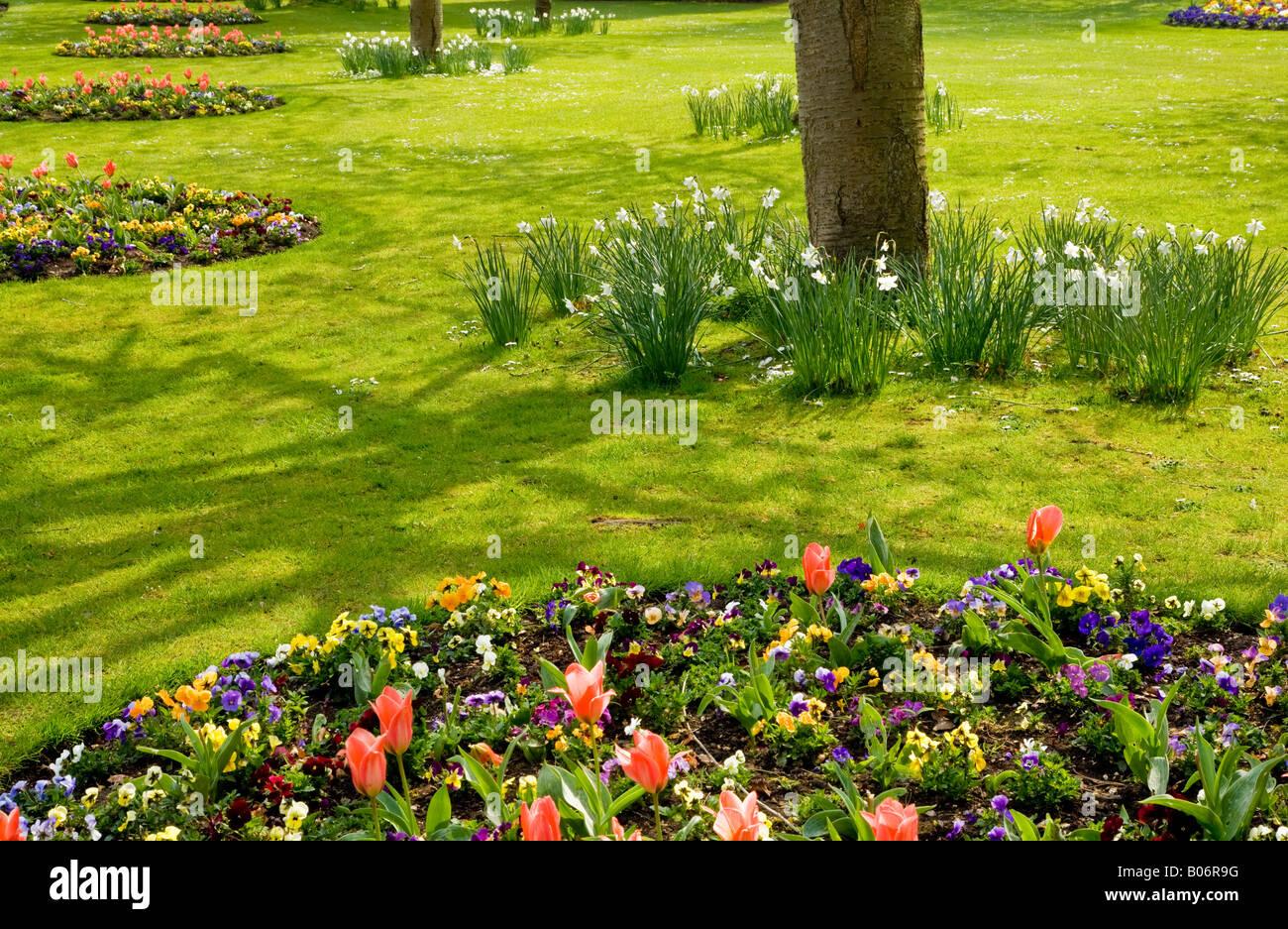 Fiori di Primavera nel Parco preso nella città dei giardini, Swindon, Wiltshire, Inghilterra, Regno Unito Foto Stock