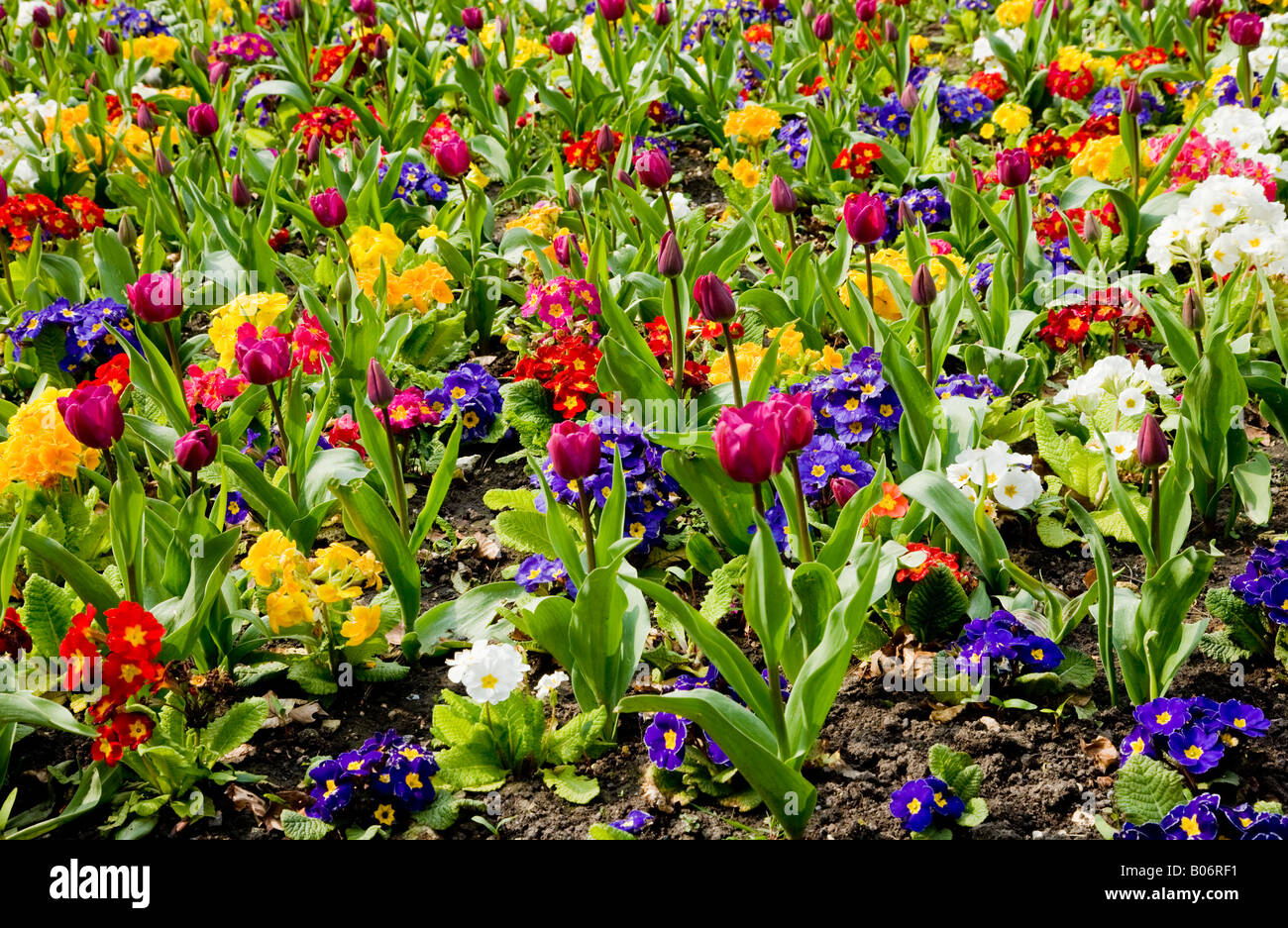Fiori di Primavera, tulipani e primulas Foto Stock
