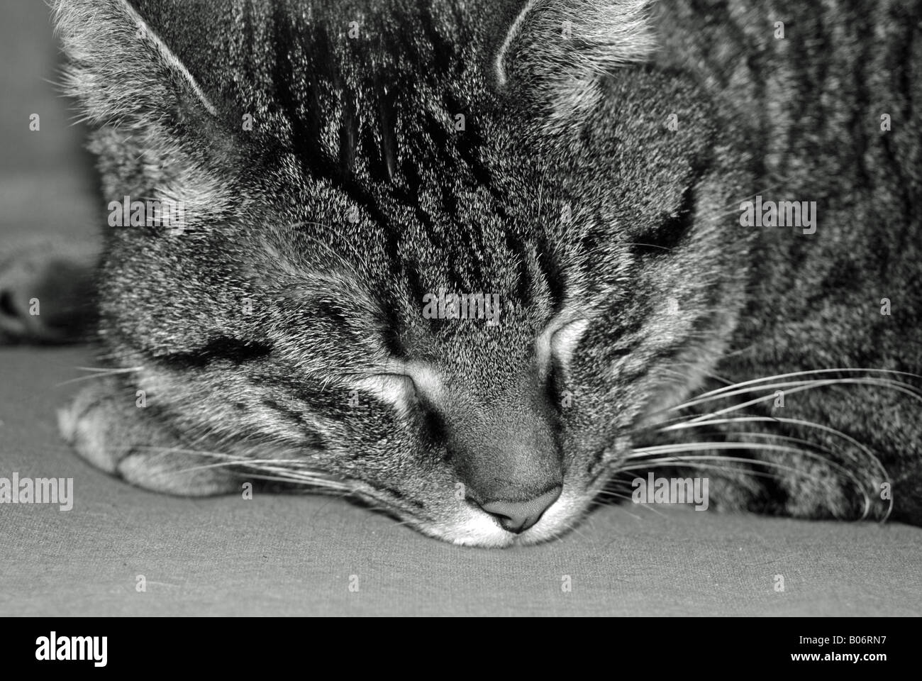 Domestico gatto Tabby sleeping Foto Stock