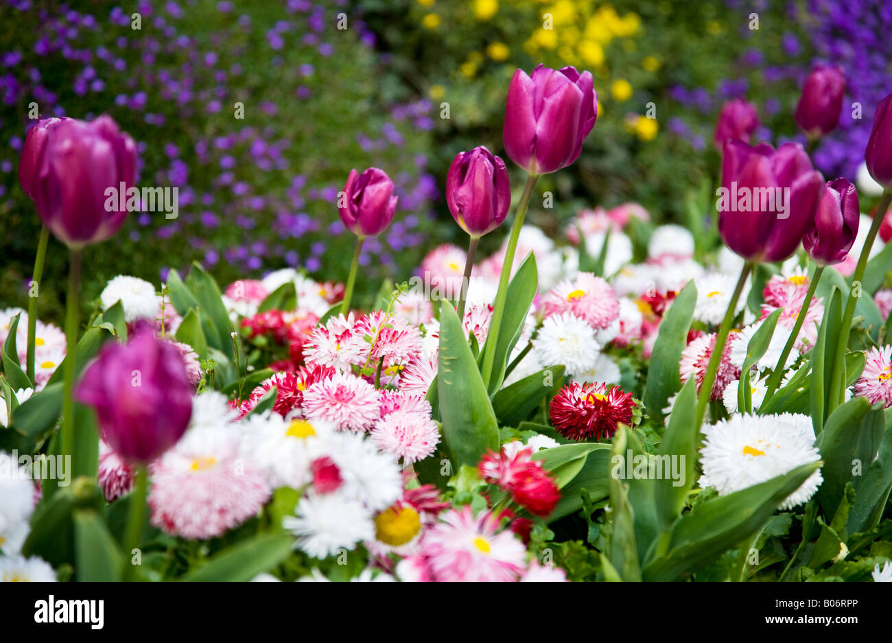 Molla viola tulip fiori bianchi e rosa bellis perennis margherite. Foto Stock