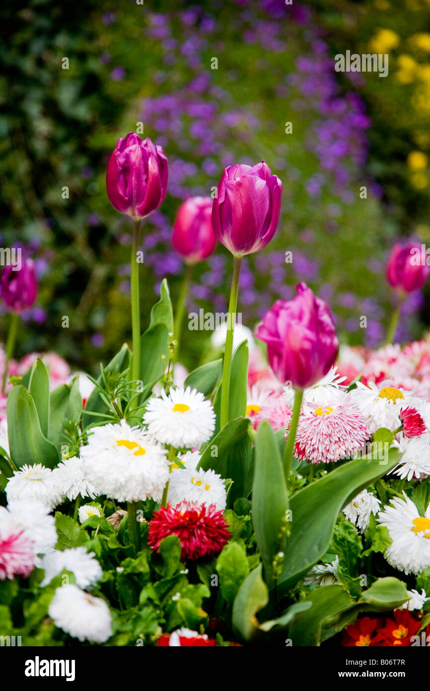 Molla viola tulip fiori bianchi e rosa bellis perennis margherite Foto Stock