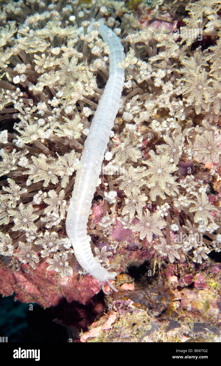 Holothurian o cetriolo marittimo alimentare tra i coralli molli questo sembra essere un bianco Synapta maculata Foto Stock