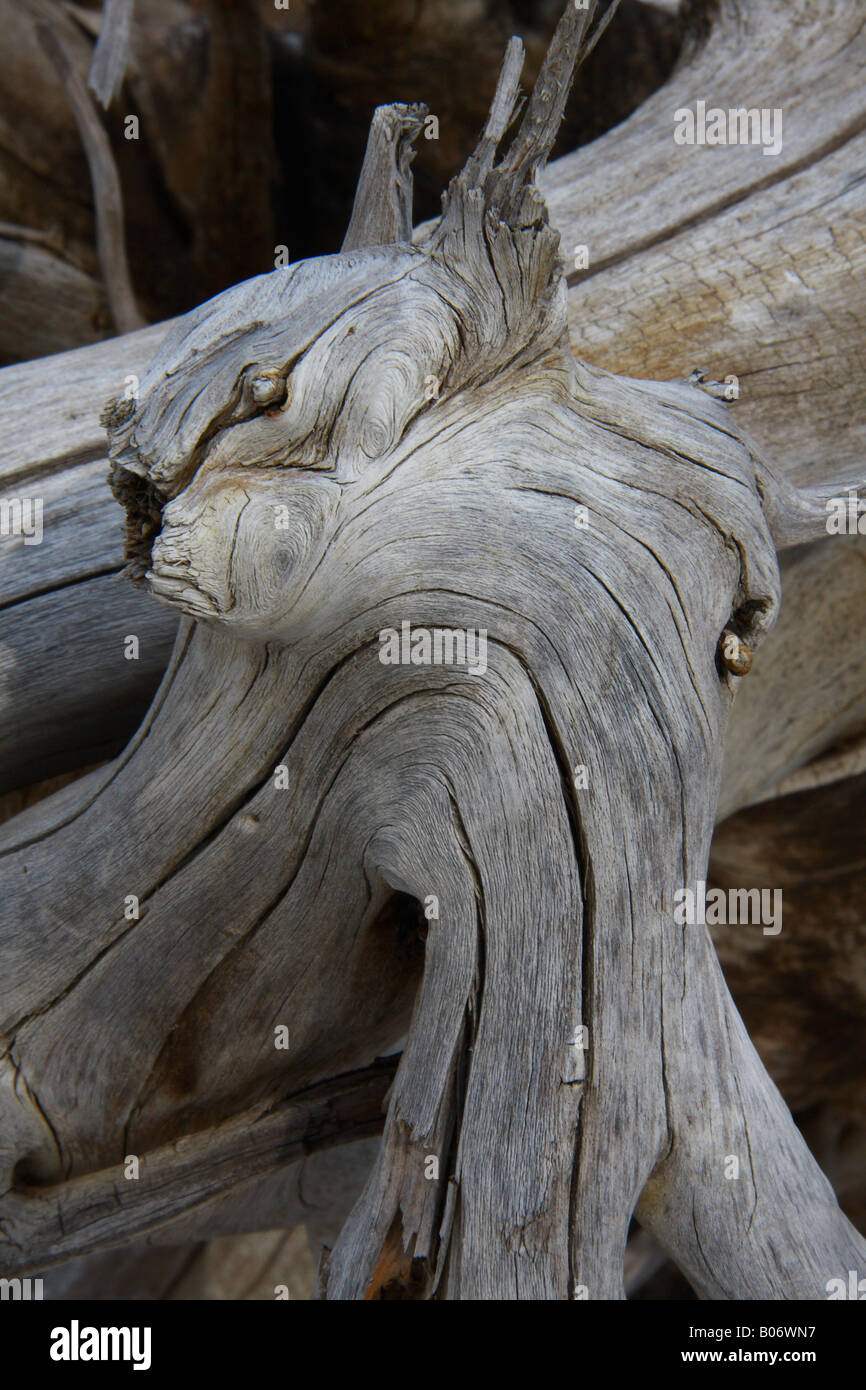 Scultura naturale nel pesce Creek Park, Calgary, Alberta Foto Stock