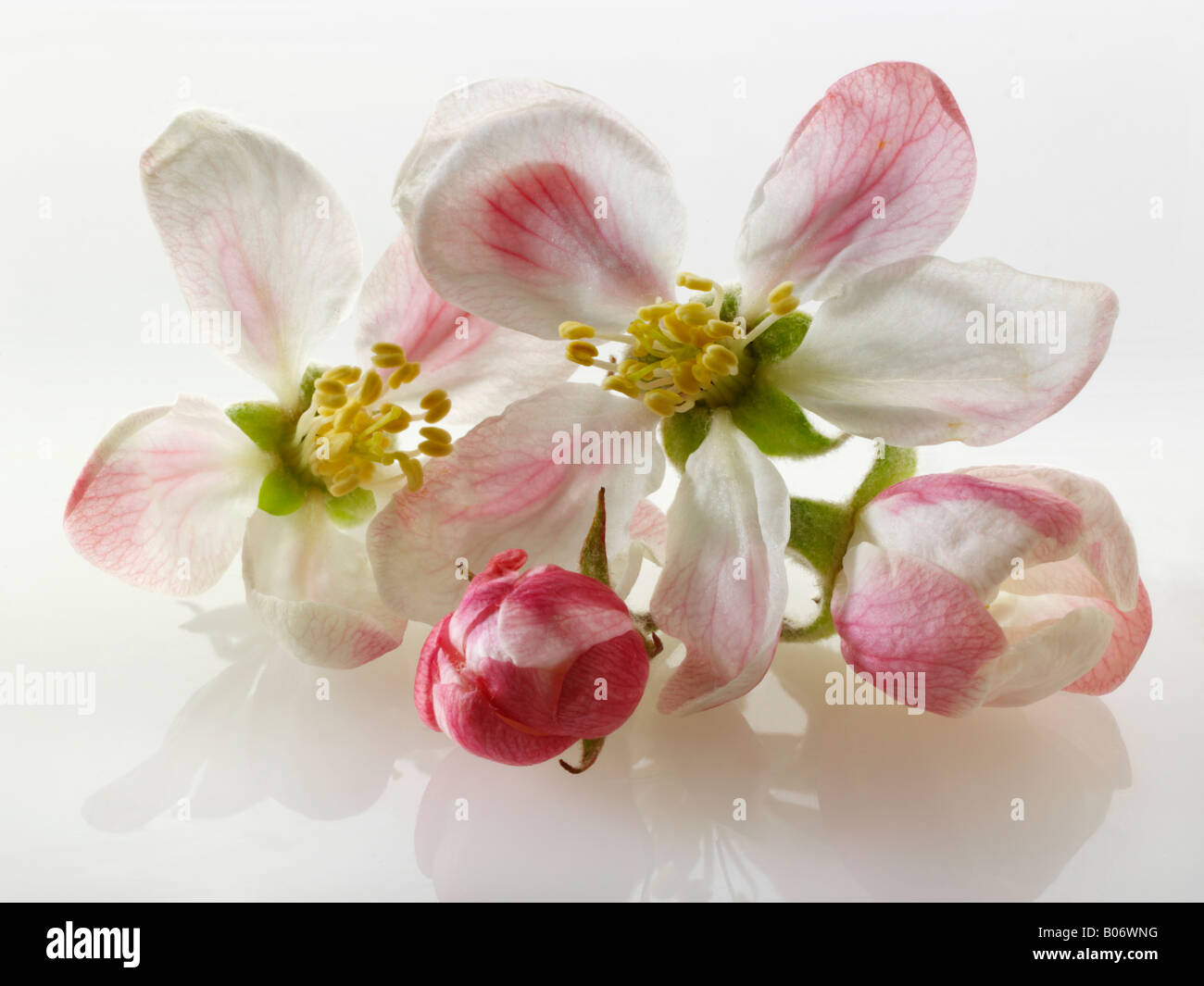 Apple Blossom contro uno sfondo bianco per tagliare Foto Stock