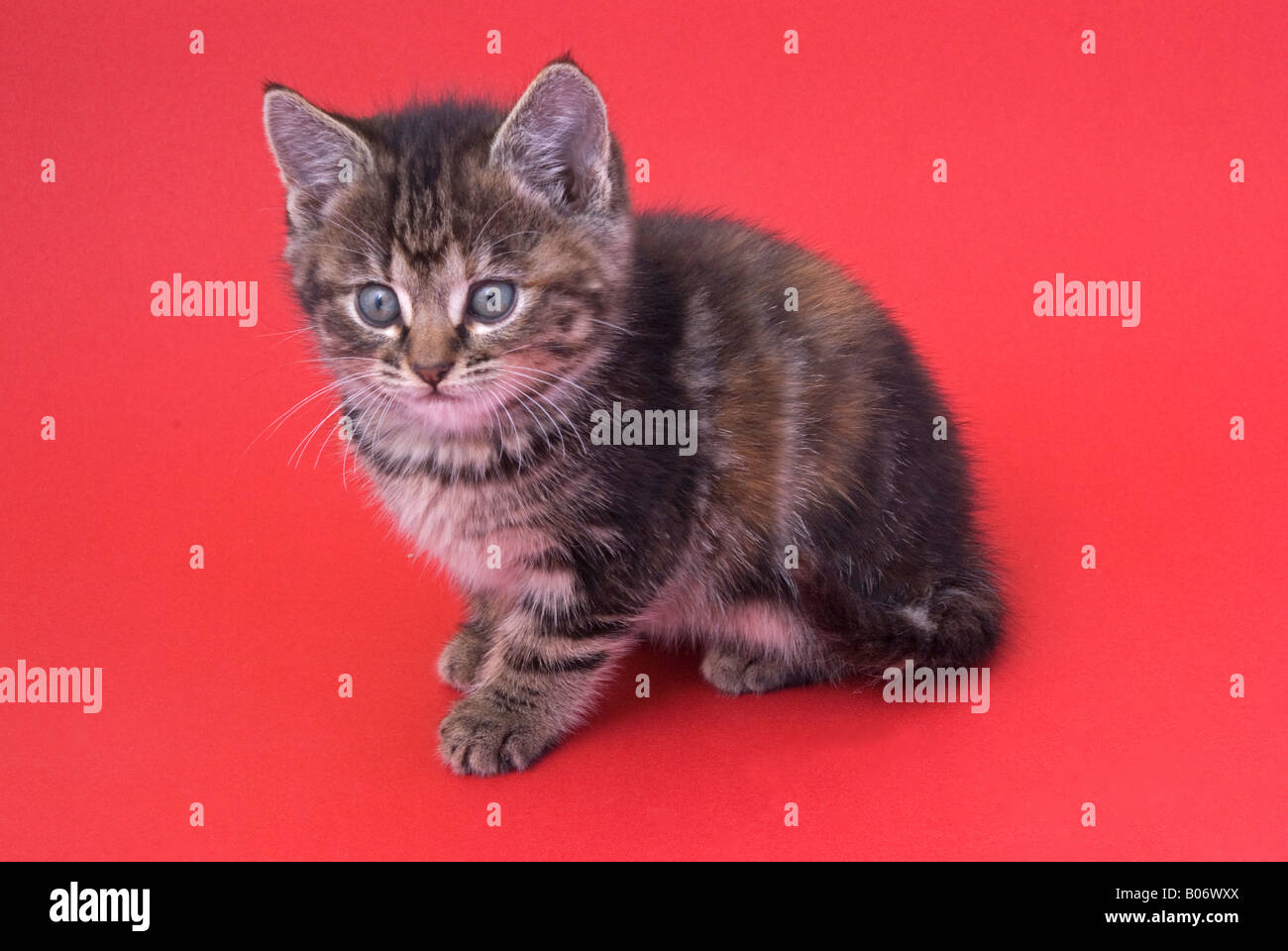 Otto settimane vecchio tabby kitten Foto Stock