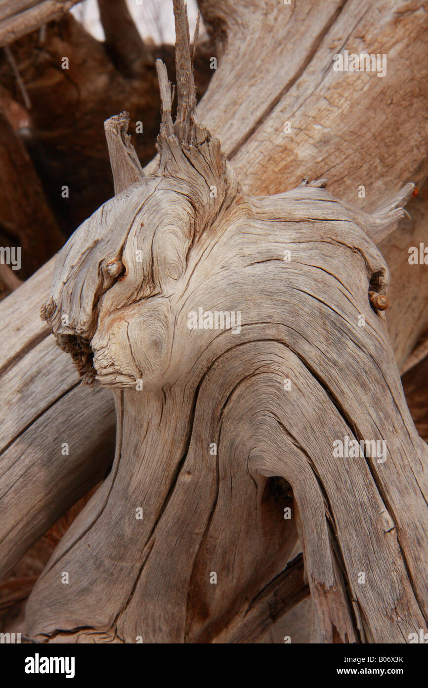 Legno secco scultura in Fish Creek Park, Calgary, Alberta Foto Stock