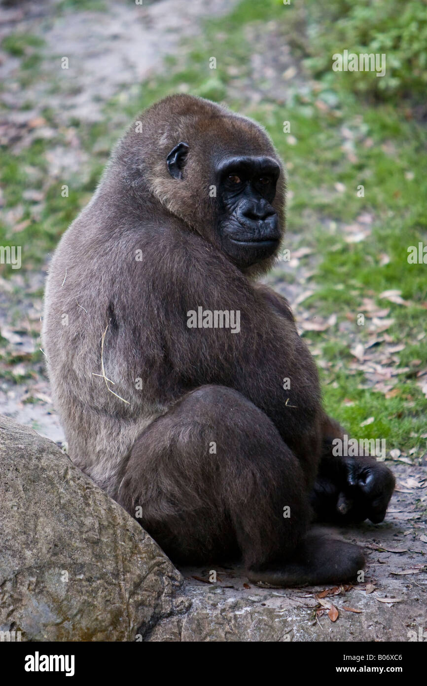 I capretti Western pianura gorilla Foto Stock