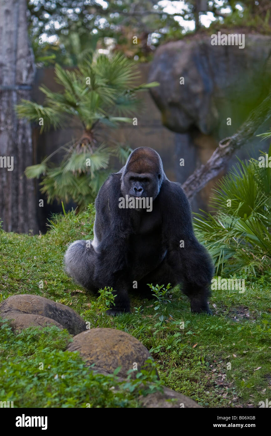 Adulto pianura occidentale Gorilla Foto Stock