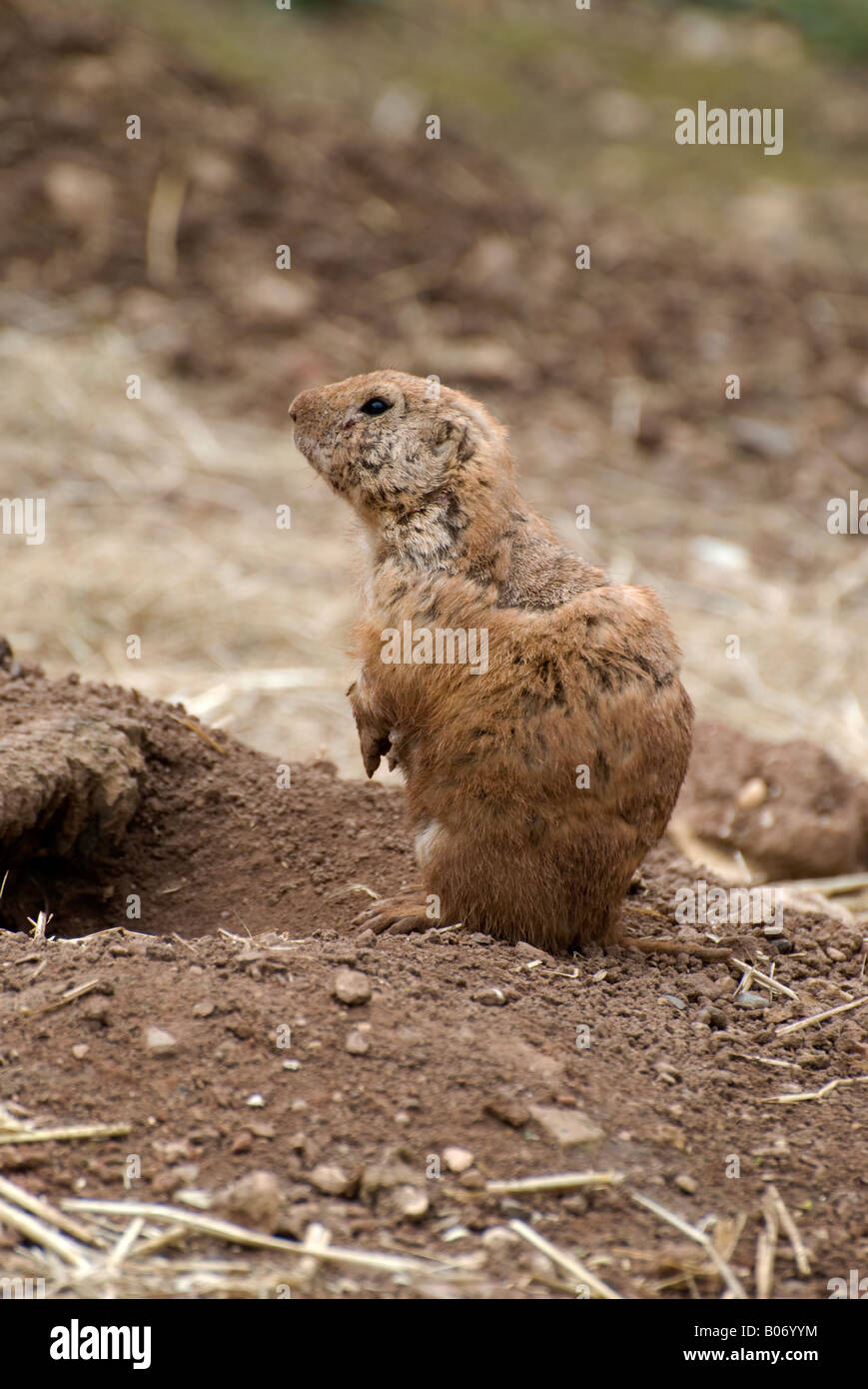 Cane della prateria emerse da burrow shot 01 permanente sulla guardia numero 2676 Foto Stock