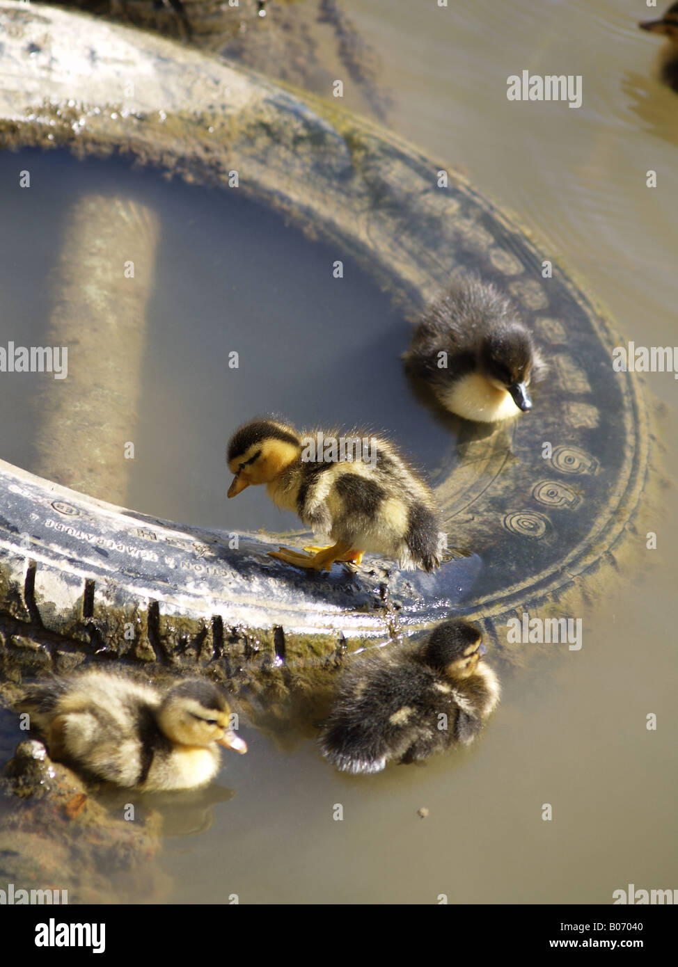Mallard anatroccoli, Anas platyrhynchos, su un vecchio pneumatico in Bude Canal. Foto Stock