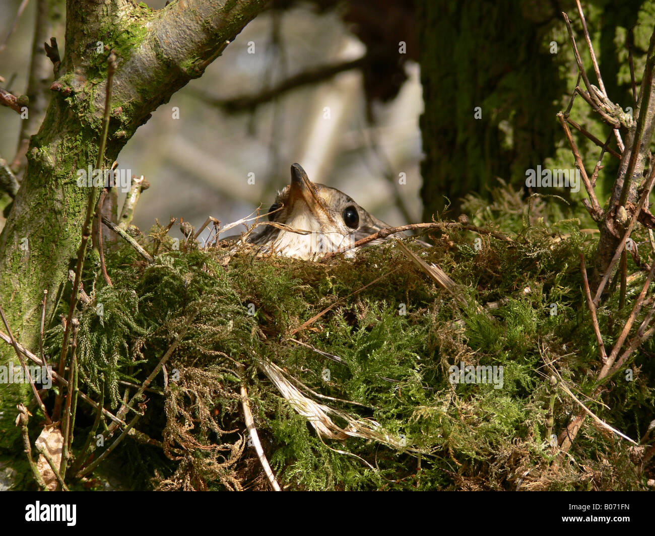 Mistle thrush Turdus viscivorus seduta sulle uova Foto Stock