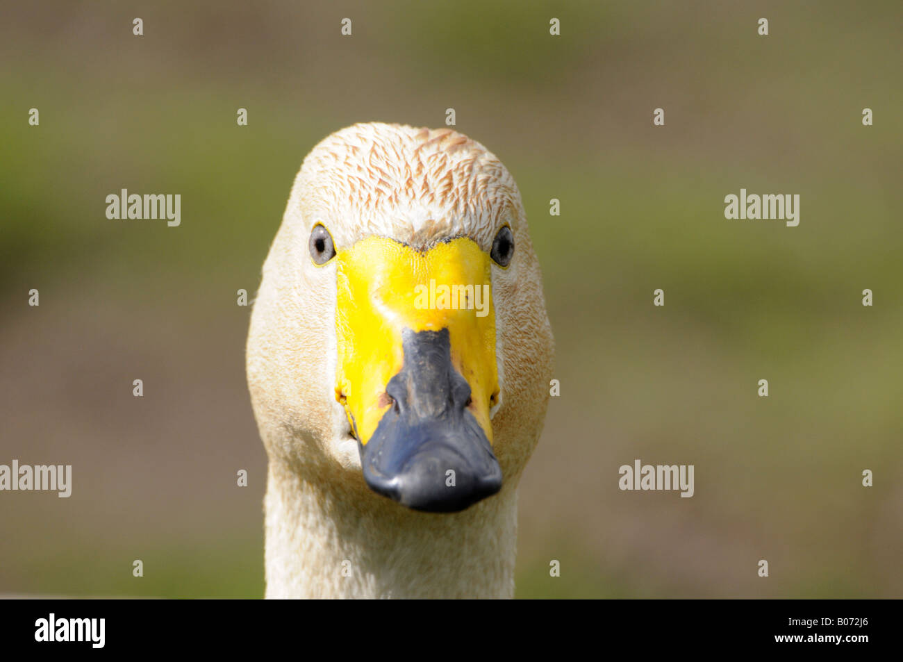 Cigno di Bewick Foto Stock