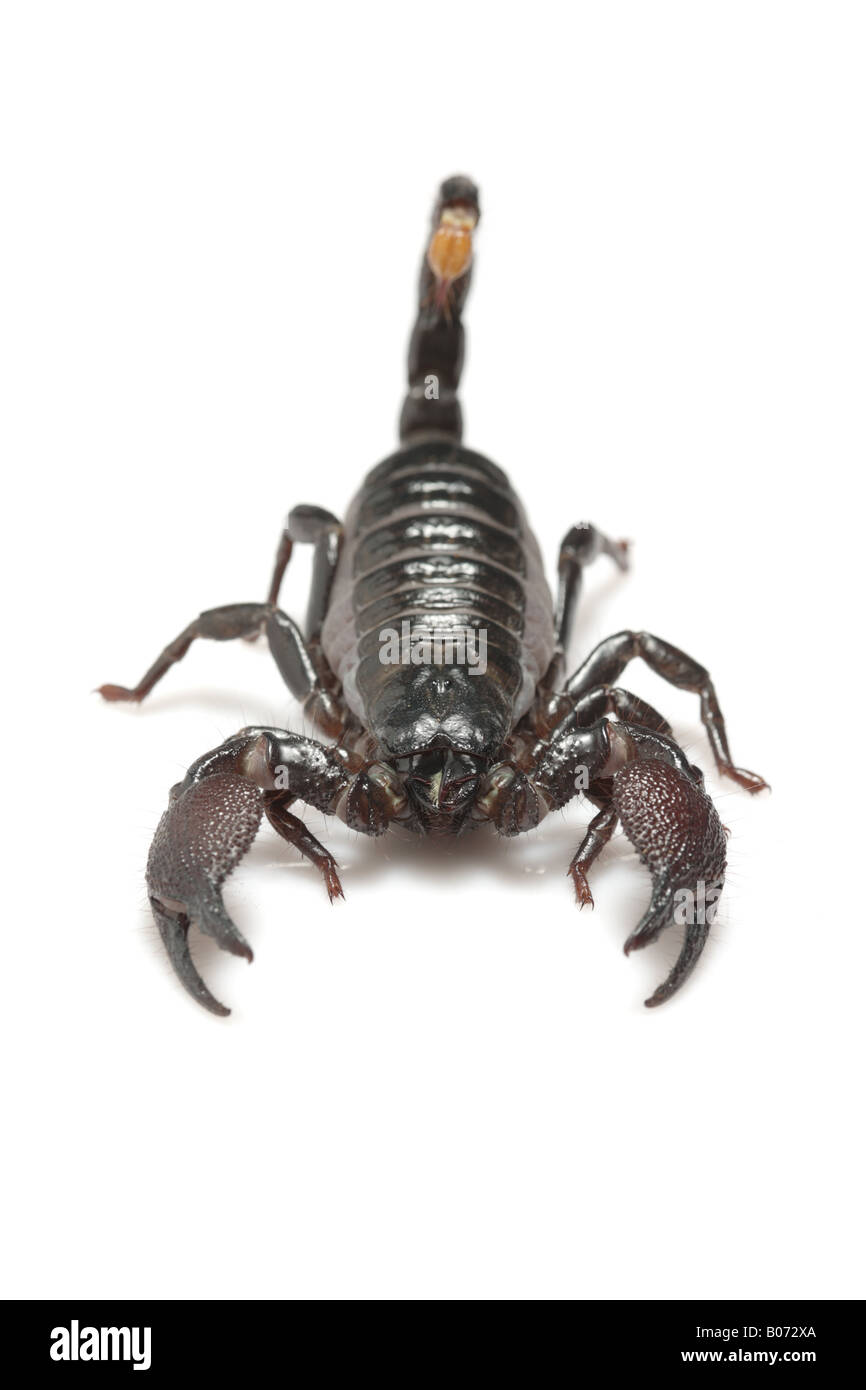 L'imperatore Scorpion (Pandinus imperator) Foto Stock