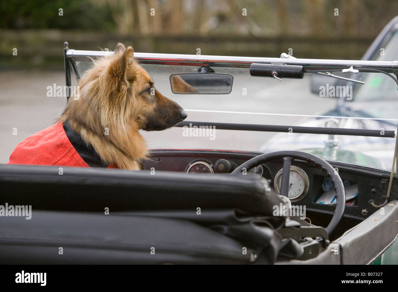 Un pastore tedesco cane sat in un aperto e rabboccato vecchia auto d'epoca che indossa un capo Foto Stock