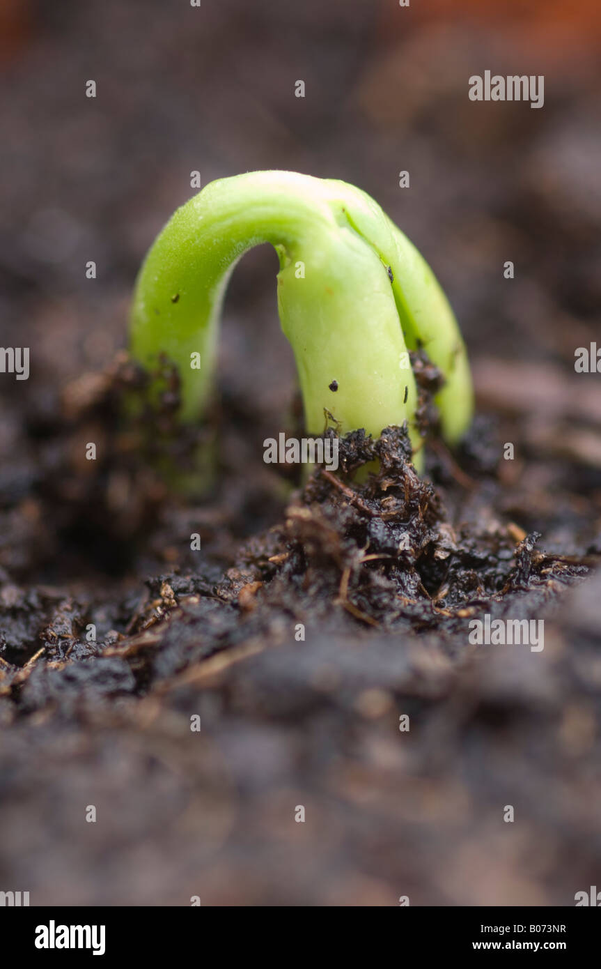 Francese emergenti pianta di fagiolo di piegarsi in compost Foto Stock