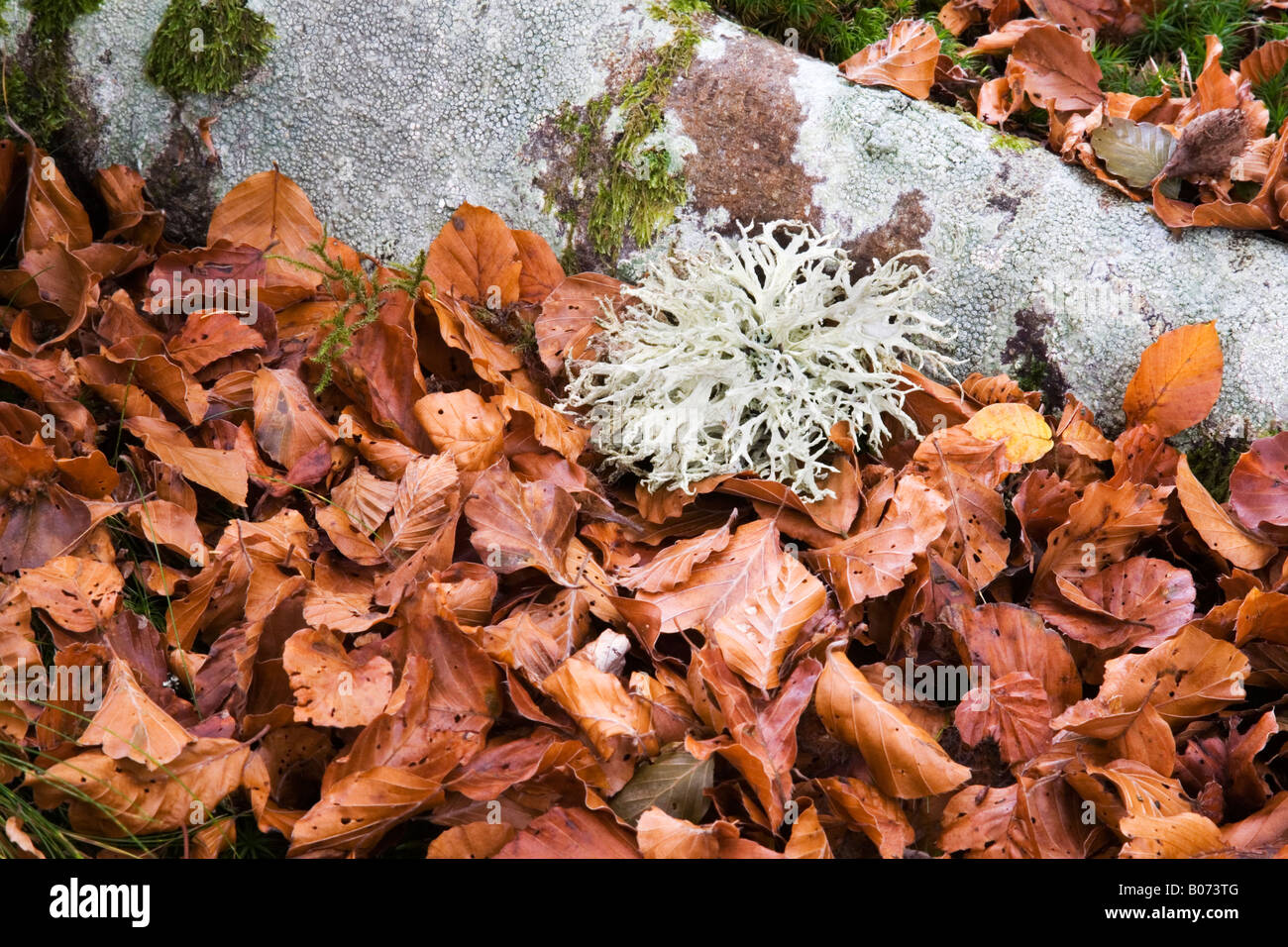 Licheni e foglie di faggio Rothiemurchus Foto Stock