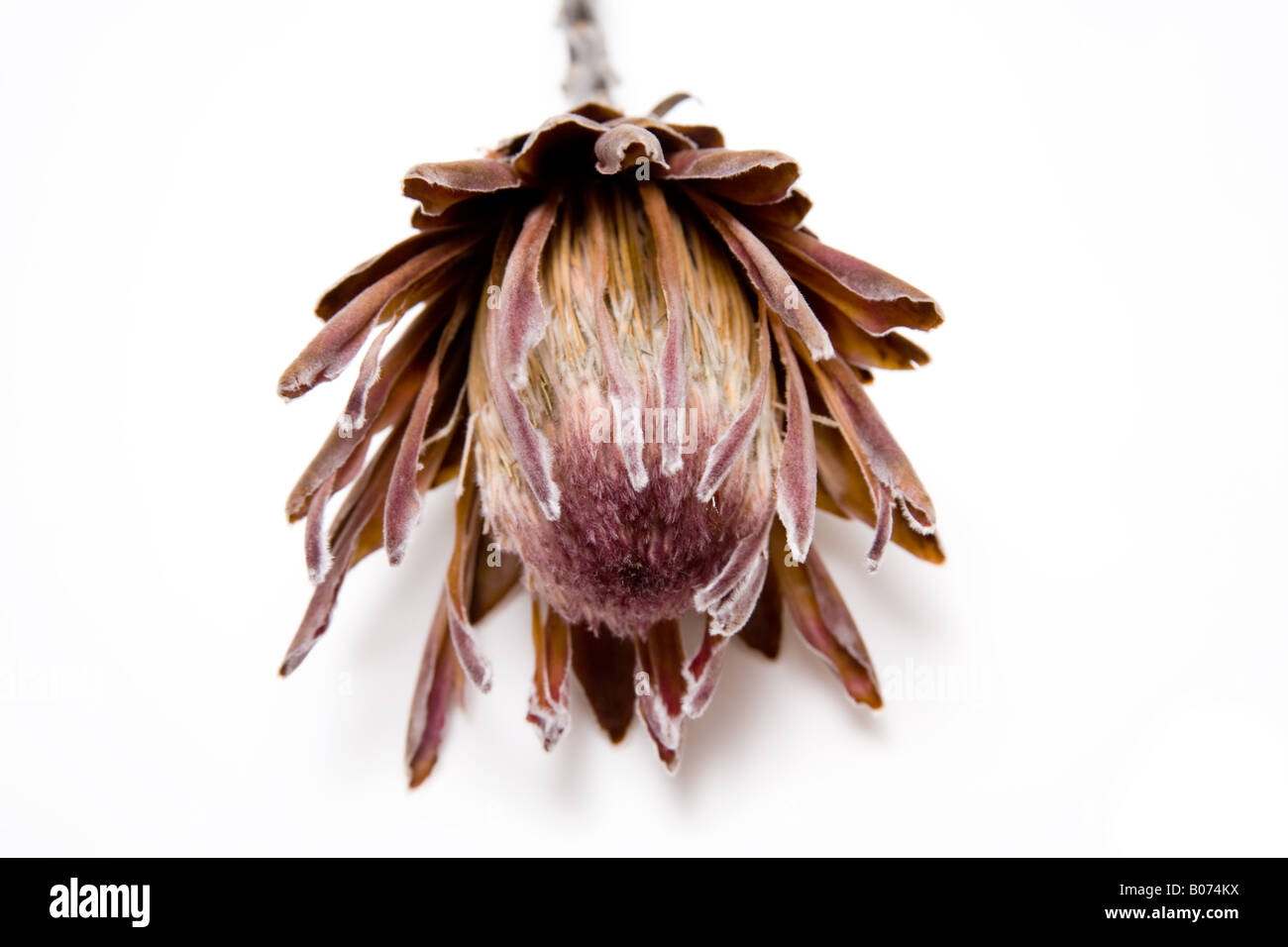 Re Protea (Protea cynaroides) photograhed essiccata su una bianca di sfondo per studio. Foto Stock