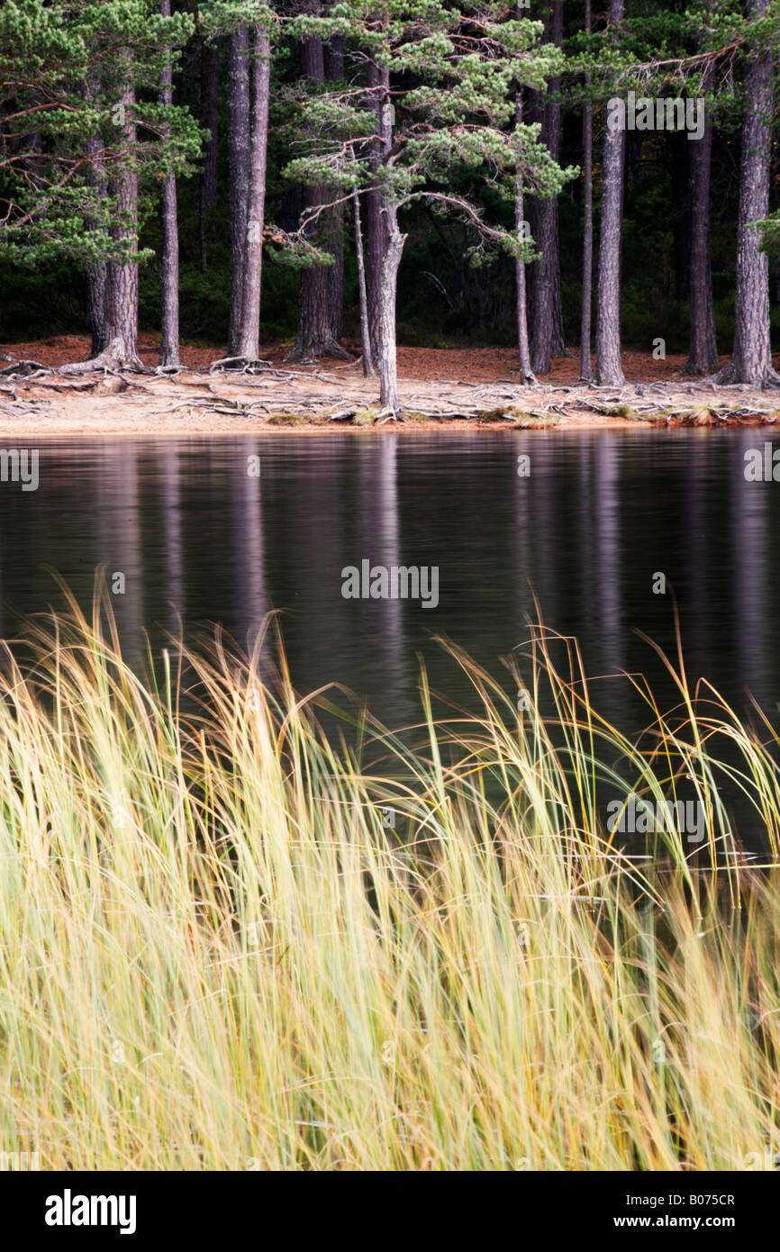 Autunno a Uath Lochans in Glen Feshie parte della Inshriach Forest Foto Stock