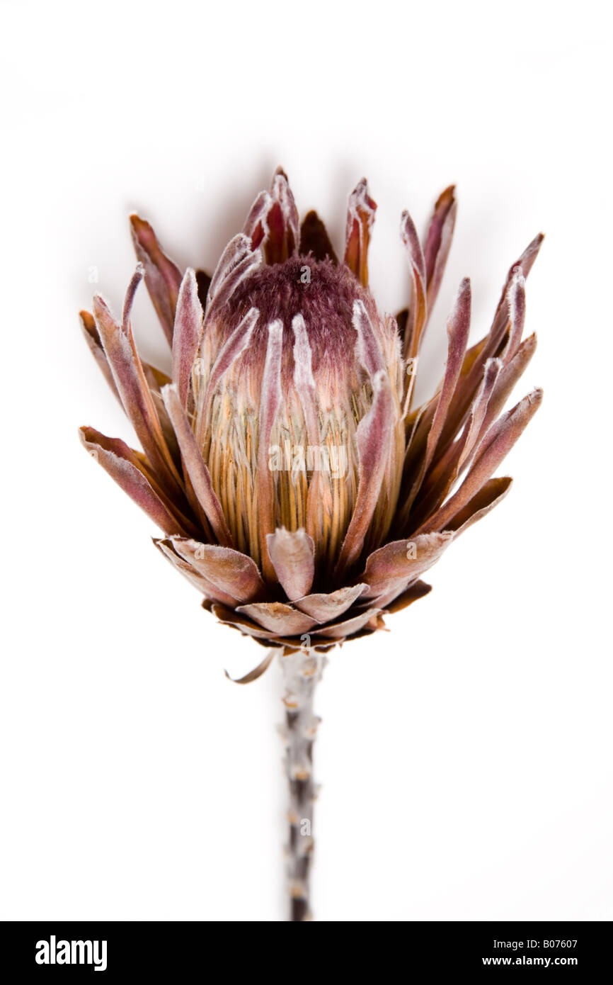 Re Protea (Protea cynaroides) photograhed essiccata su una bianca di sfondo per studio. Foto Stock